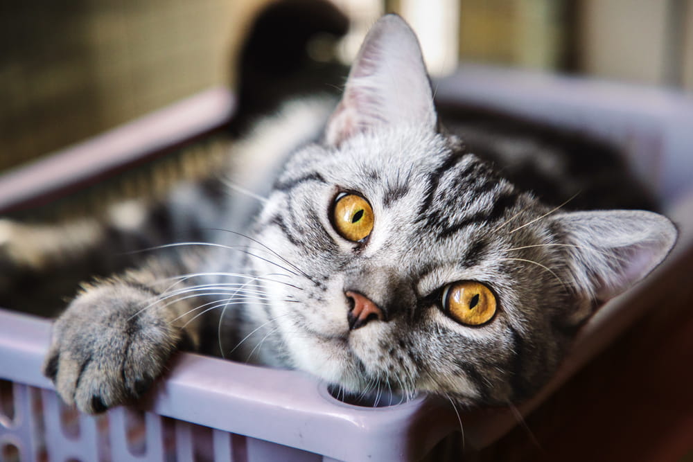 Gray cat in laundry basket