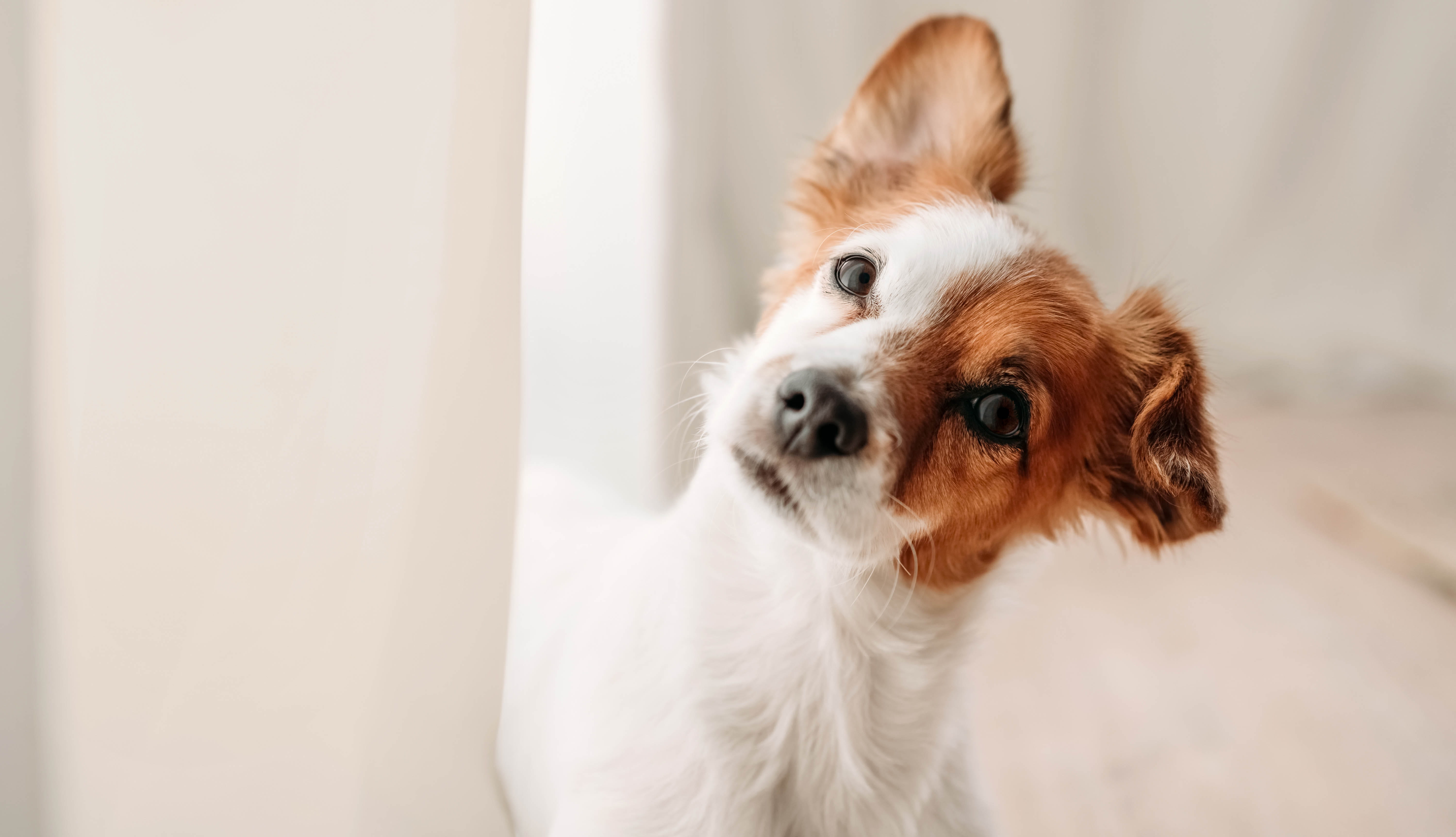 cute jack russell dog standing by window in new home