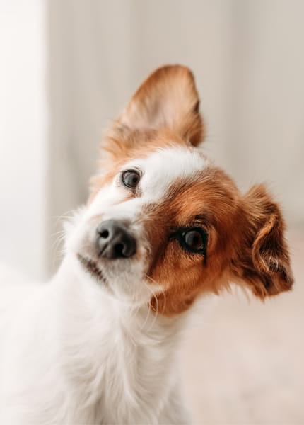 Brown and white puppy
